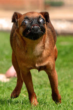 Load image into Gallery viewer, Dog Dog (2339299131454)
